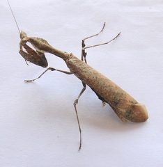 Epaphrodita musarum