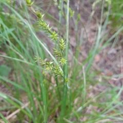 Carex elongata