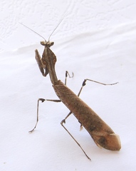 Epaphrodita musarum