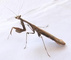 Epaphrodita musarum