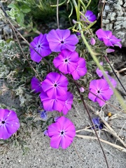 Phlox glabriflora