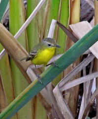 Pseudocolopteryx dinelliana