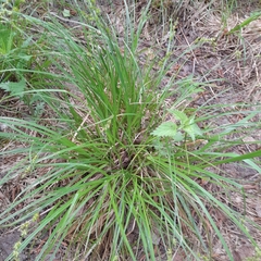 Carex elongata
