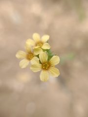 Linum strictum