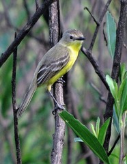 Pseudocolopteryx dinelliana