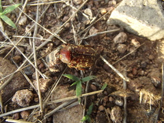 Euphoria leucographa