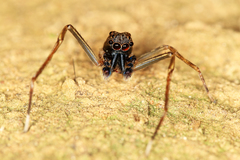 Spartaeinae