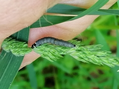 Tortrix viridana