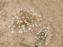 Iberis pectinata