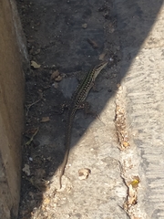 Podarcis siculus