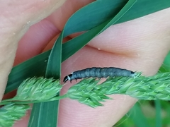 Tortrix viridana
