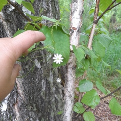 Stellaria palustris