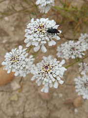 Iberis pectinata