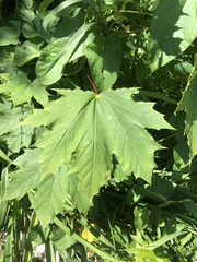 Acer platanoides