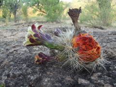 Stenocereus montanus