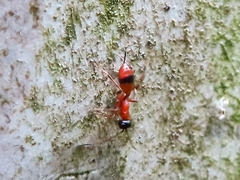 Gelis melanocephalus