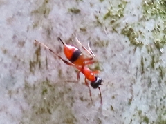 Gelis melanocephalus