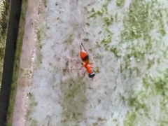 Gelis melanocephalus