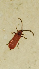 Dictyoptera aurora