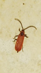 Dictyoptera aurora