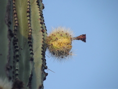 Stenocereus montanus