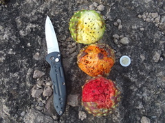 Stenocereus montanus