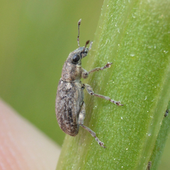 Sitona cylindricollis