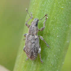 Sitona cylindricollis