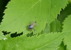 Liophloeus tessulatus