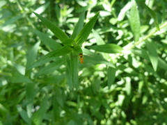 Sphaerophoria rueppellii