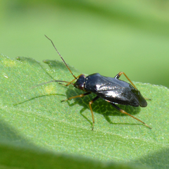 Slaterocoris