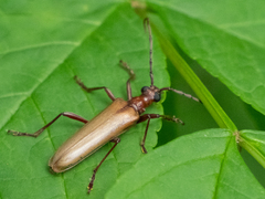 Centrodera decolorata