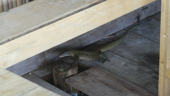 Varanus indicus