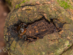 Duttaphrynus melanostictus