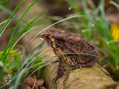Duttaphrynus melanostictus