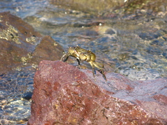Hemigrapsus penicillatus