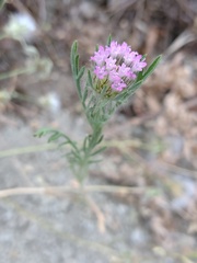 Lomelosia stellata