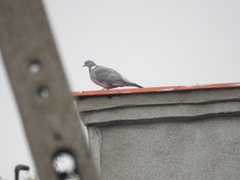 Columba palumbus