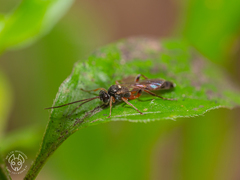 Ichneumonidae