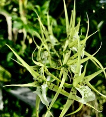 Brassia verrucosa