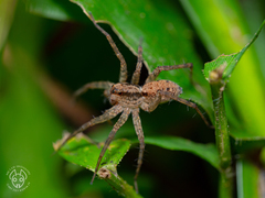 Pardosa