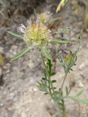 Lomelosia stellata