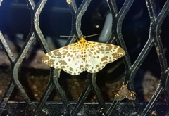 Dilophodes elegans