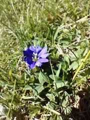 Gentiana pyrenaica