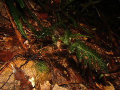 Trichomanes obscurum