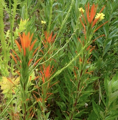 Castilleja minor stenantha