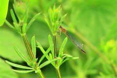 Ischnura elegans
