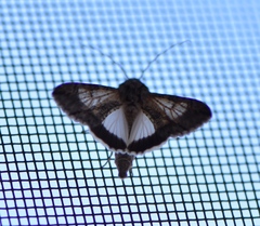 Melipotini