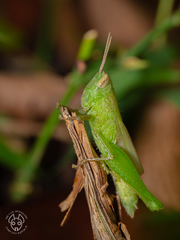 Acrididae