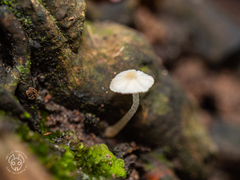 Favolaschia manipularis